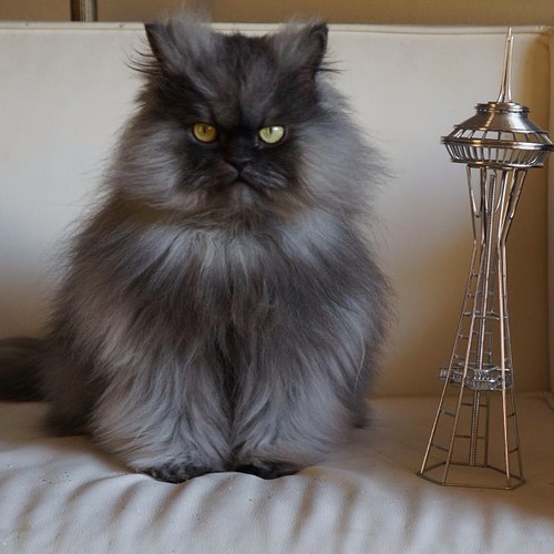 Gato peludo ojos verdes - Colonel Meow